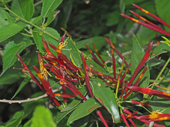 Agelanthus gracilis