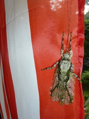 Olcinia dentata
