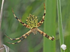 Argiope levii