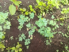 Leptopyrum fumarioides