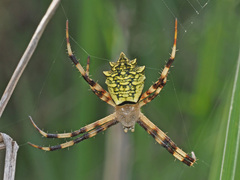 Argiope levii