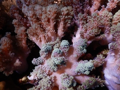 Conglomeratusclera coerulea