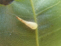 Caryomyia inclinata