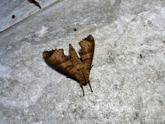 Marumba saishiuana formosana