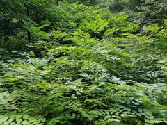 Aralia elata