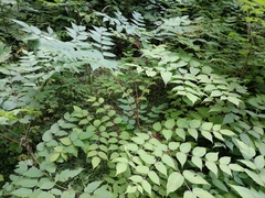 Aralia elata