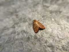 Aberrasine lichenshihi