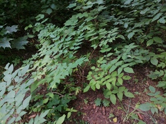Aralia elata