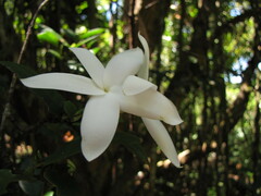 Atractocarpus sessilifolius
