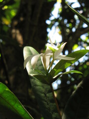 Atractocarpus sessilifolius