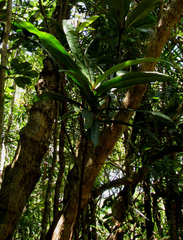 Atractocarpus sessilifolius