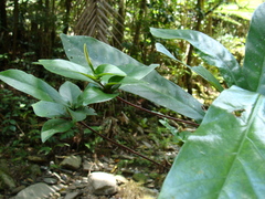 Atractocarpus sessilifolius