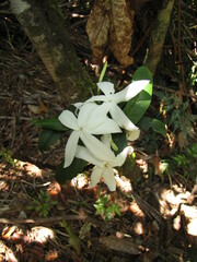 Atractocarpus sessilifolius