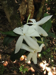 Atractocarpus sessilifolius