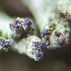 Cladonia macilenta macilenta