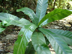 Atractocarpus sessilifolius