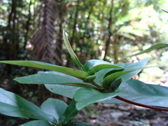 Atractocarpus sessilifolius