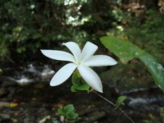 Atractocarpus sessilifolius