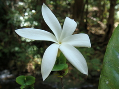 Atractocarpus sessilifolius