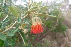 Diplolaena dampieri