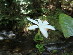 Atractocarpus sessilifolius