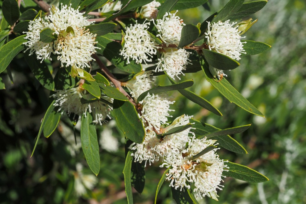 olive-leaved hakea