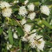 Olive-leaved Hakea - Photo (c) Jesse de Vries, some rights reserved (CC BY-NC), uploaded by Jesse de Vries