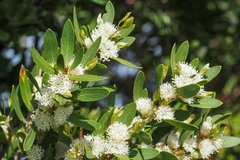Hakea oleifolia
