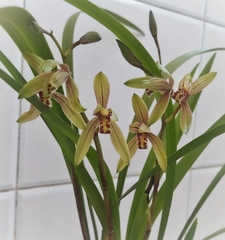 Cymbidium ensifolium