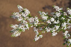 Thryptomene saxicola