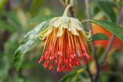 Diplolaena dampieri