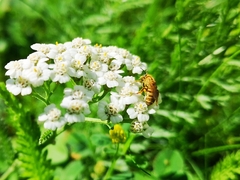 Halictus subauratus