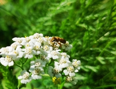 Halictus subauratus