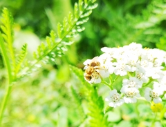Halictus subauratus