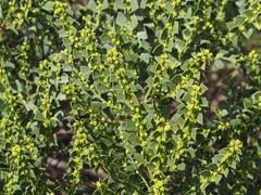 Acacia littorea