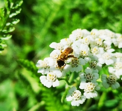 Halictus subauratus