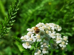 Halictus subauratus