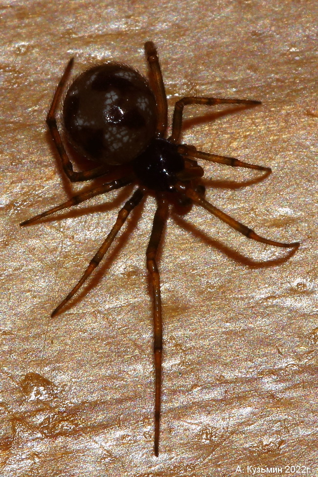 Стеатода Треугольная (Steatoda triangulosa)