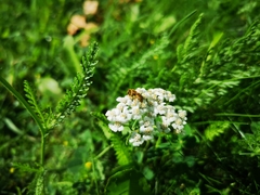 Halictus subauratus