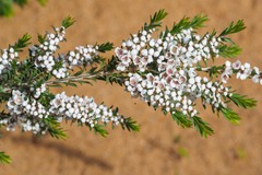 Thryptomene saxicola