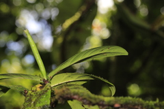 Atractocarpus sessilifolius