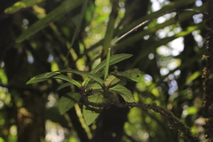 Atractocarpus sessilifolius