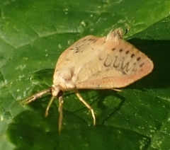 Miltochrista miniata