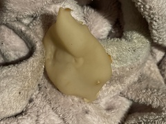 Peziza domiciliana