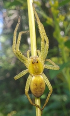 Dolomedes fimbriatus