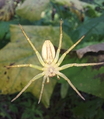 Dolomedes fimbriatus