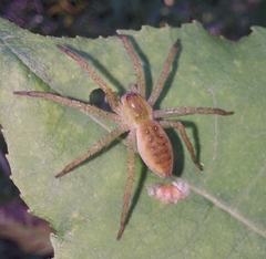 Dolomedes fimbriatus