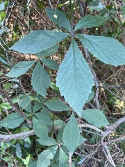 Cyphostemma hypoleucum