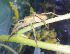 Dolomedes fimbriatus