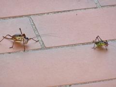 Barbitistes fischeri